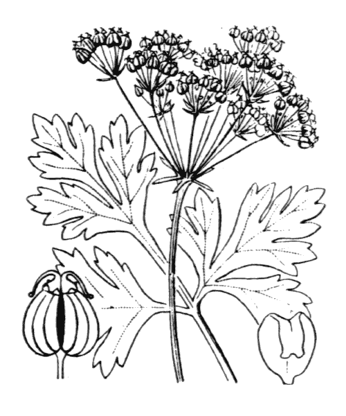 Illustration de Coste