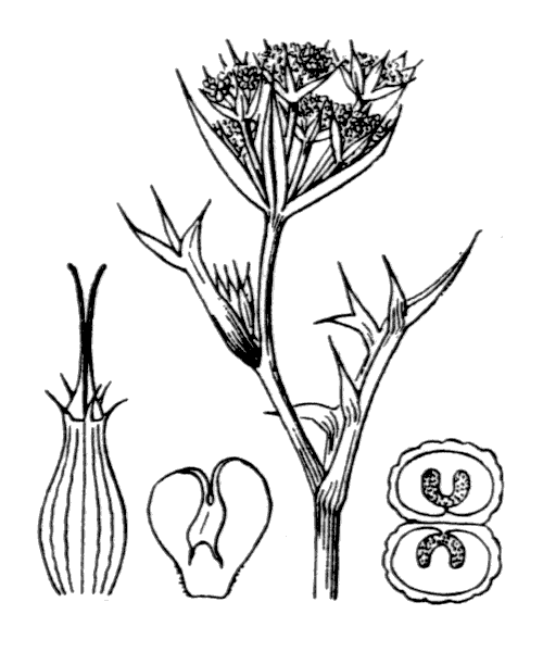 Illustration de Coste