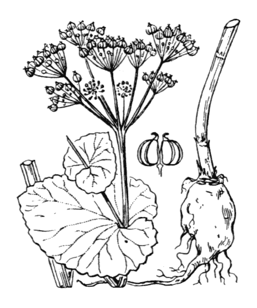 Illustration de Coste