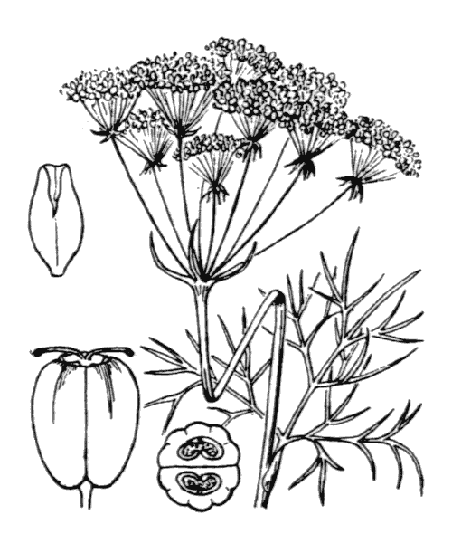 Illustration de Coste