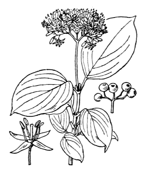 Illustration de Coste