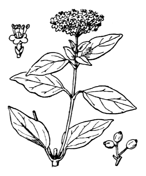 Illustration de Coste