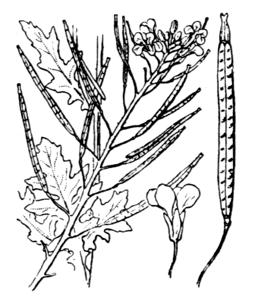 Illustration de Coste