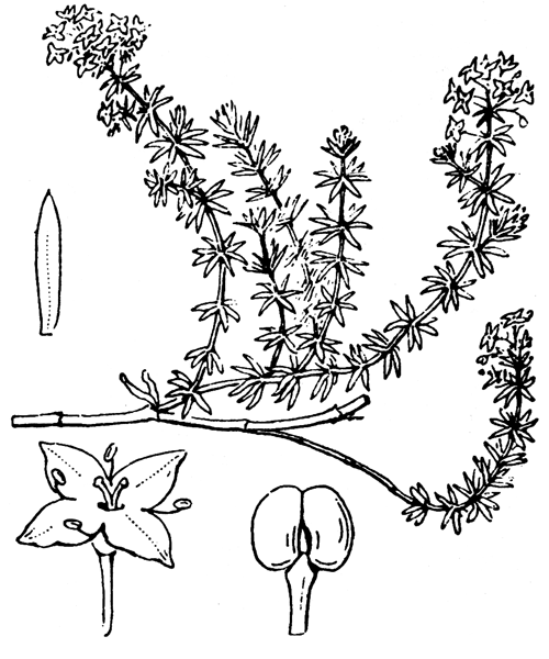 Galium arenarium Loisel. - illustration de coste