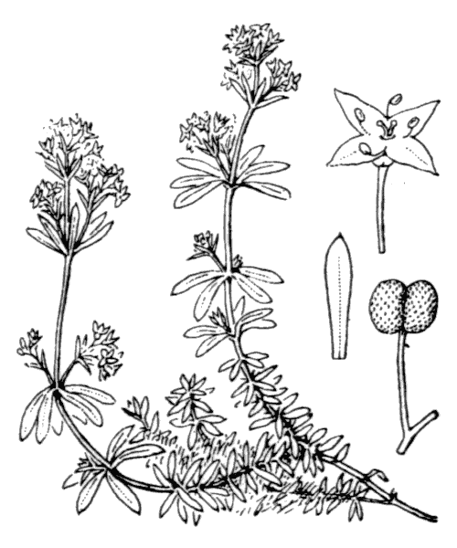 Illustration de Coste