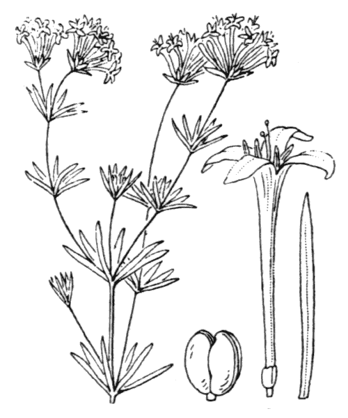 Asperula hexaphylla All. - illustration de coste