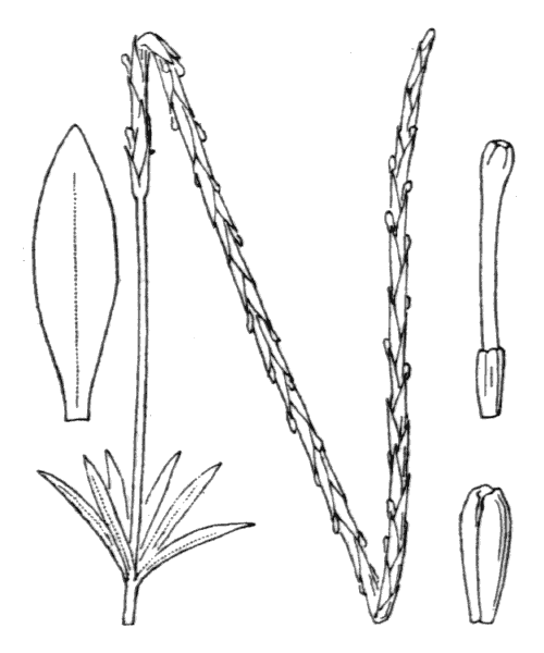 Crucianella latifolia L. - illustration de coste