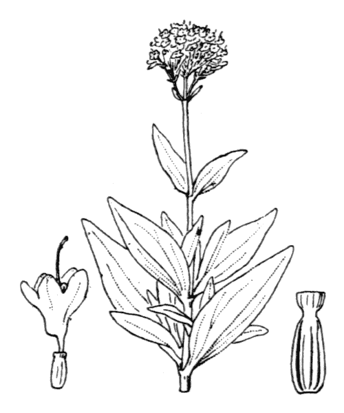 Centranthus trinervis (Viv.) Bég. - illustration de coste