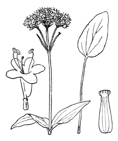 Illustration de Coste