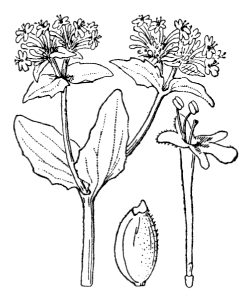 Illustration de Coste