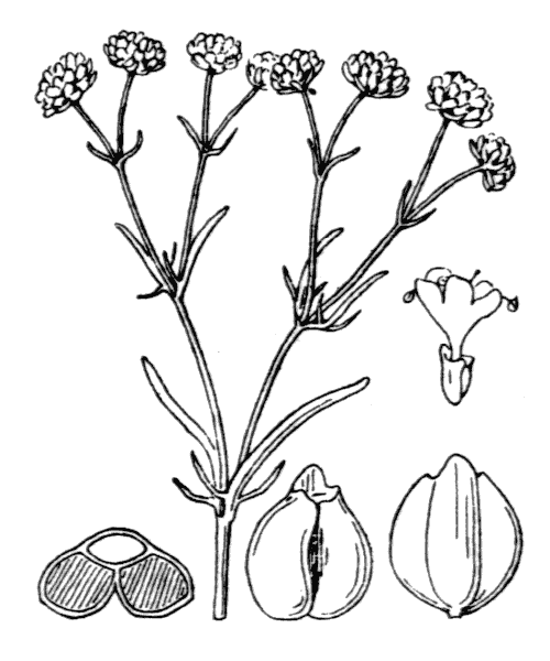 Illustration de Coste