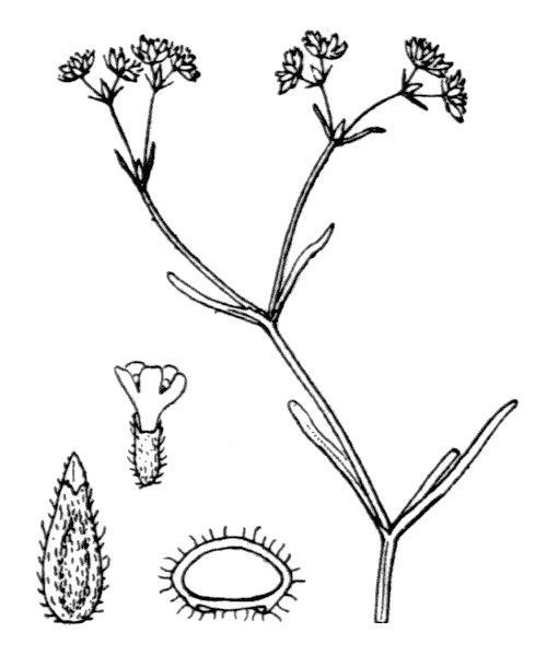 Illustration de Coste