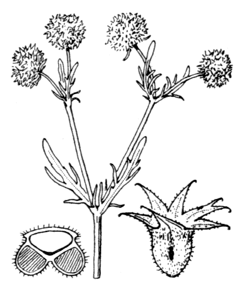 Valerianella discoidea (L.) Loisel. - illustration de coste