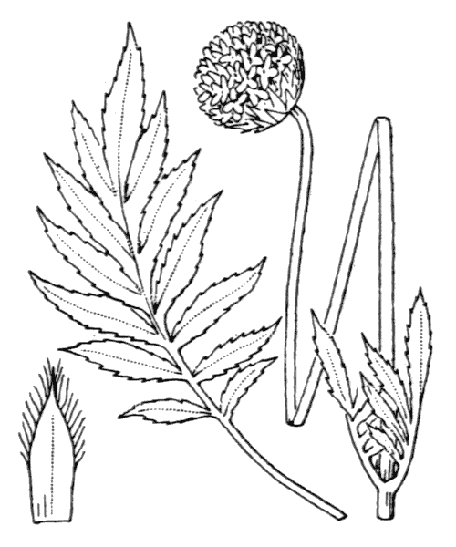 Illustration de Coste