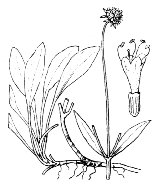 Succisella inflexa (Kluk) Beck - illustration de coste