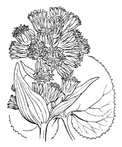 Petasites pyrenaicus (L.) G.López - illustration de coste