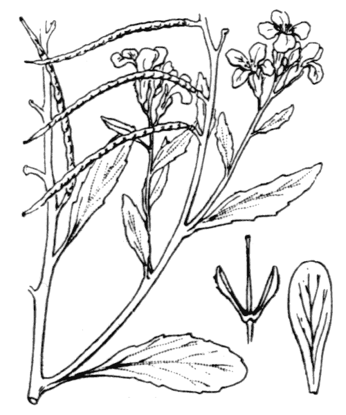 Illustration de Coste