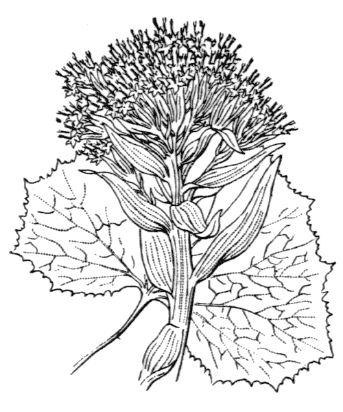 Petasites albus (L.) Gaertn. - illustration de coste