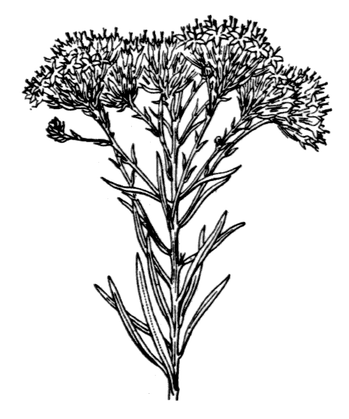 Galatella linosyris (L.) Rchb.f. var. linosyris - illustration de coste