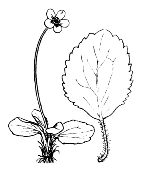 Illustration de Coste