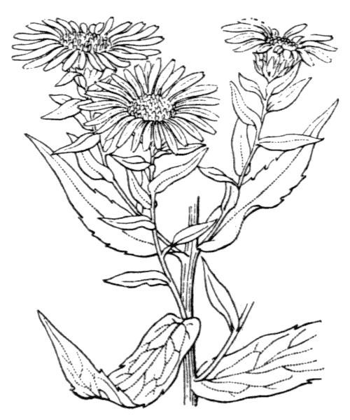 Symphyotrichum novi-belgii var. laevigatus (Lam.) B.Bock - illustration de coste