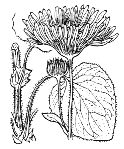 Doronicum pardalianches L. - illustration de coste