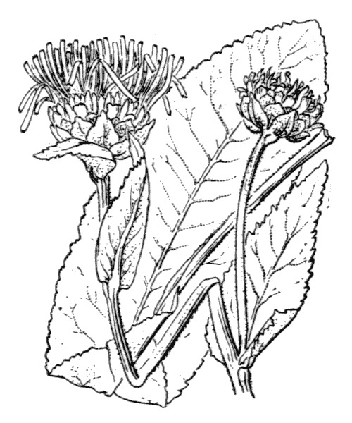 Illustration de Coste