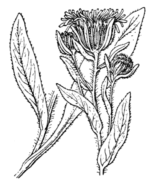 Pentanema helenioides (DC.) D.Gut.Larr., Santos-Vicente, Anderb., E.Rico & M.M.Mart.Ort. - illustration de coste