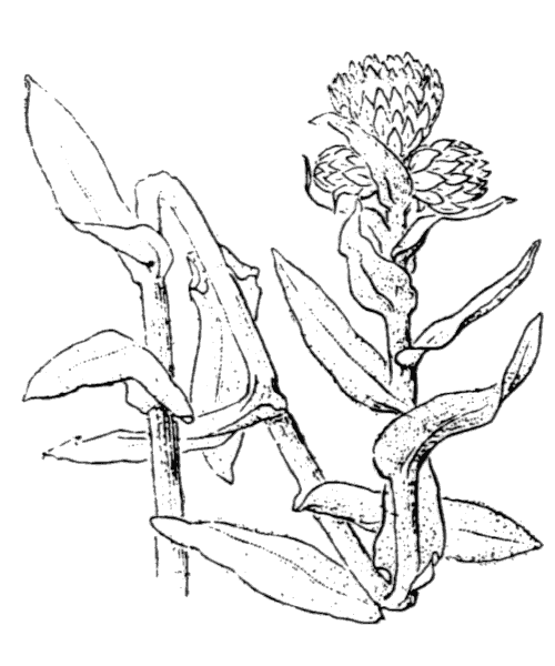 Illustration de Coste