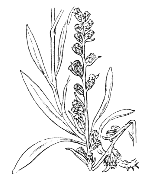 Gnaphalium sylvaticum L. - illustration de coste