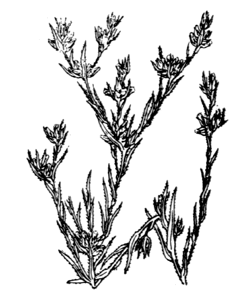 Logfia gallica (L.) Coss. & Germ. - illustration de coste