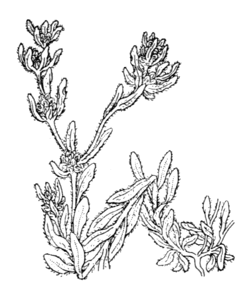 Bombycilaena erecta (L.) Smoljan. - illustration de coste