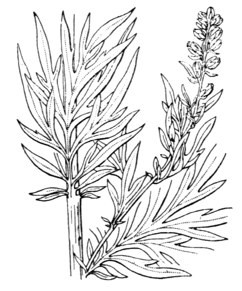 Artemisia vulgaris L. - illustration de coste