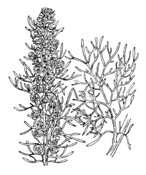 Artemisia chamaemelifolia Vill. - illustration de coste