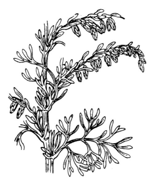 Artemisia maritima L. - illustration de coste