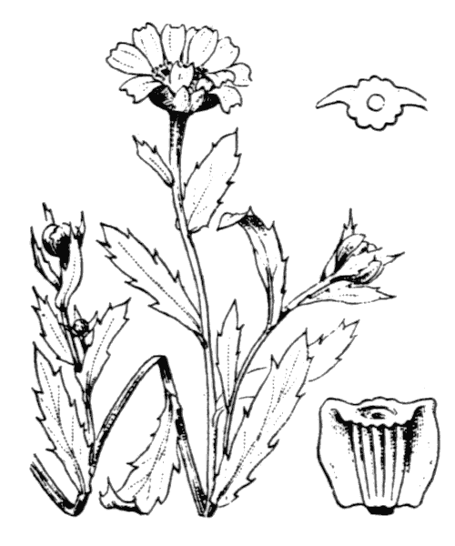 Glebionis segetum (L.) Fourr. - illustration de coste