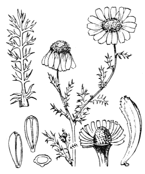 Chamaemelum nobile (L.) All. - illustration de coste