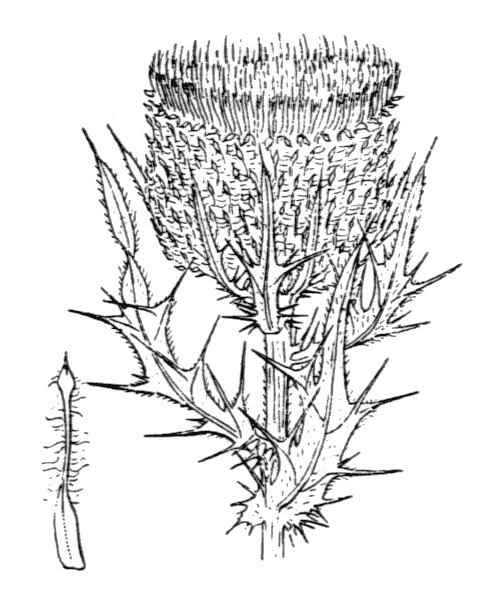 Cirsium eriophorum (L.) Scop. - illustration de coste