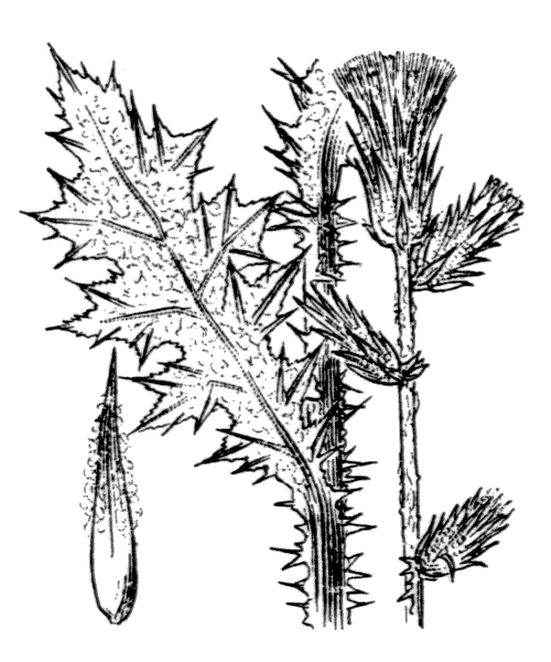 Carduus pycnocephalus L. - illustration de coste