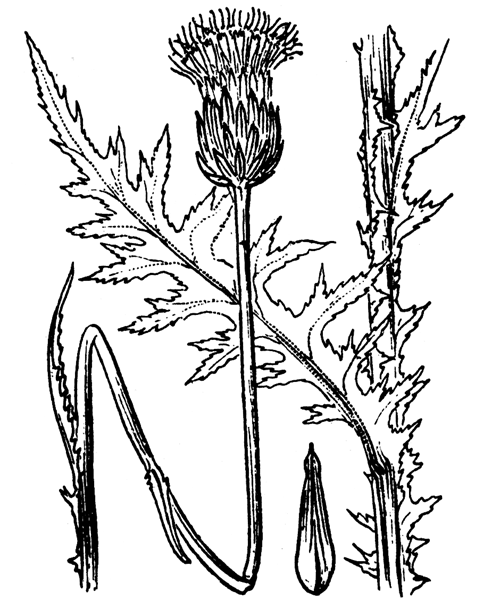Carduus defloratus L. - illustration de coste