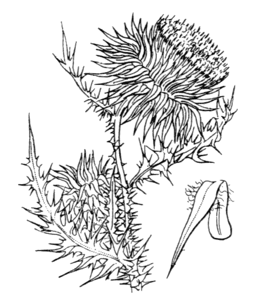 Carduus nutans L. - illustration de coste