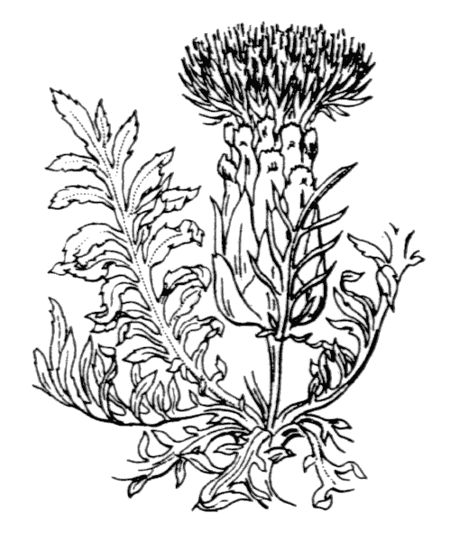 Carthamus mitissimus L. - illustration de coste