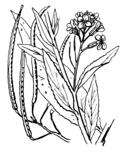 Illustration de Coste