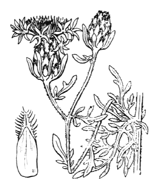 Centaurea cineraria L. - illustration de coste