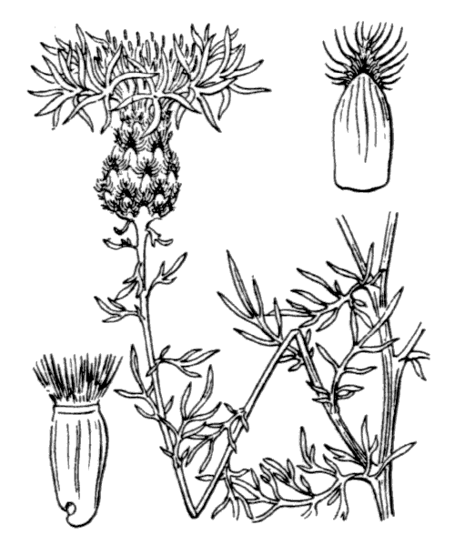 Centaurea maculosa Lam. - illustration de coste