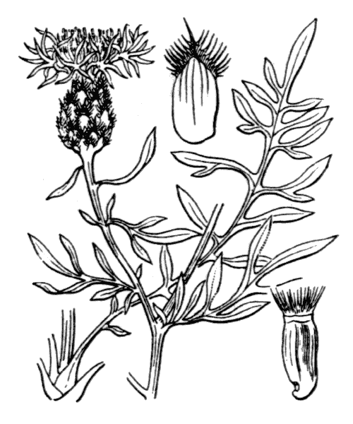 Illustration de Coste