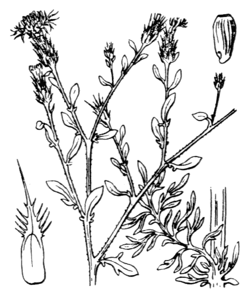 Centaurea diffusa Lam. - illustration de coste