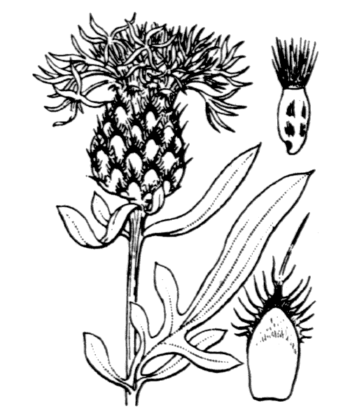 Illustration de Coste