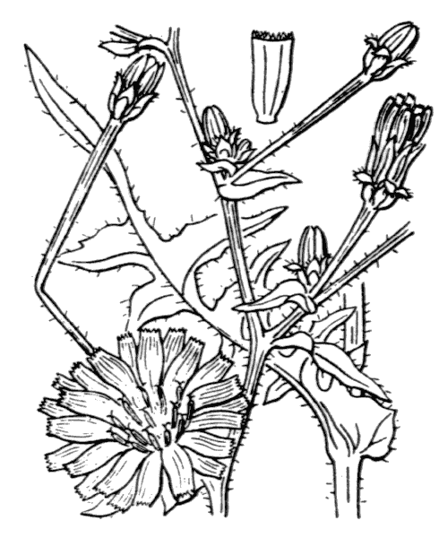 Cichorium intybus L. - illustration de coste