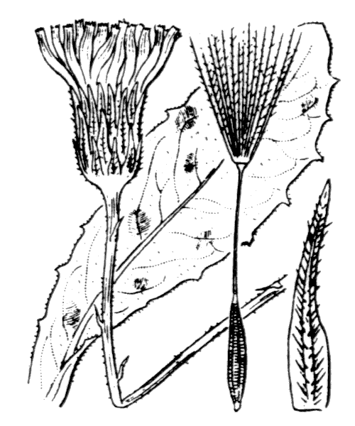 Hypochaeris maculata L. - illustration de coste